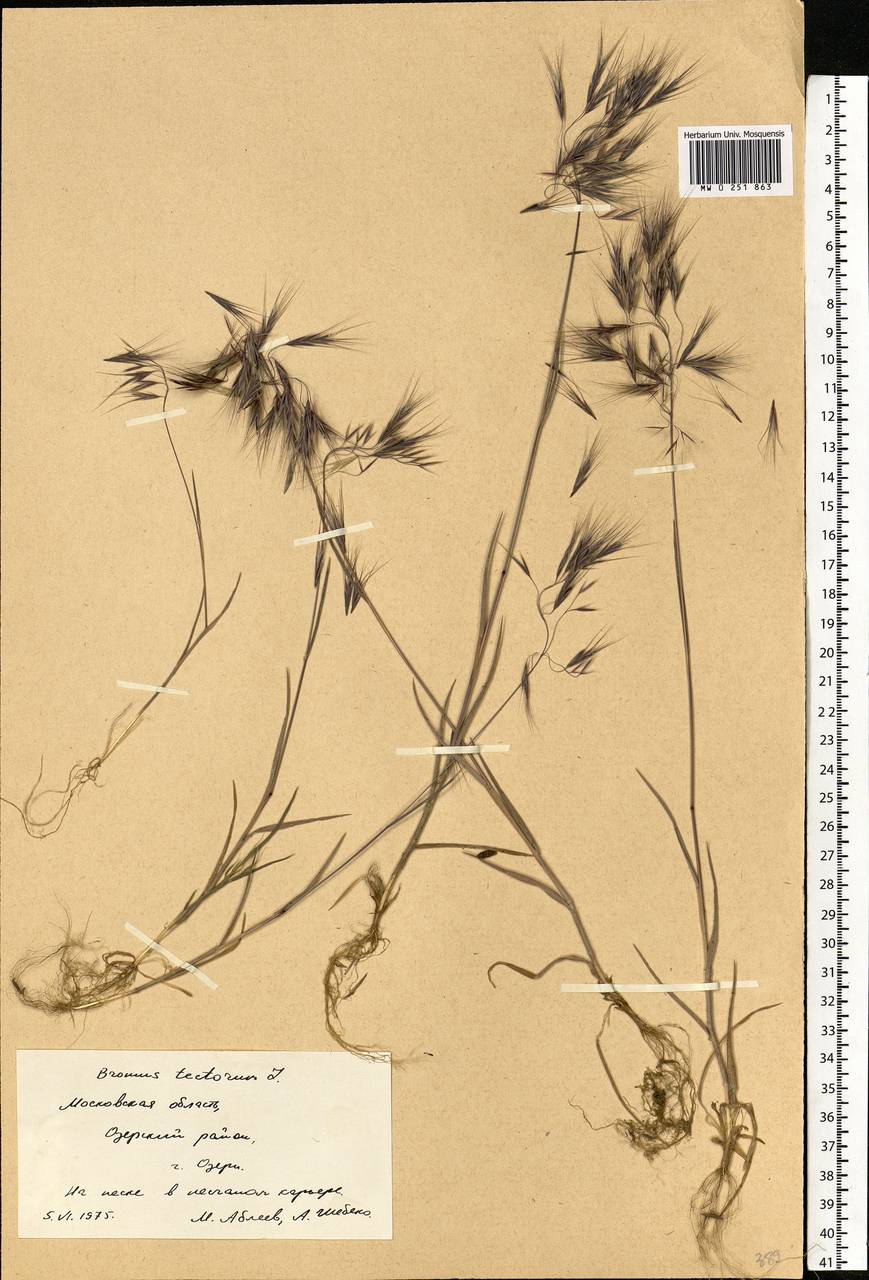 Bromus tectorum L., Eastern Europe, Moscow region (E4a) (Russia)
