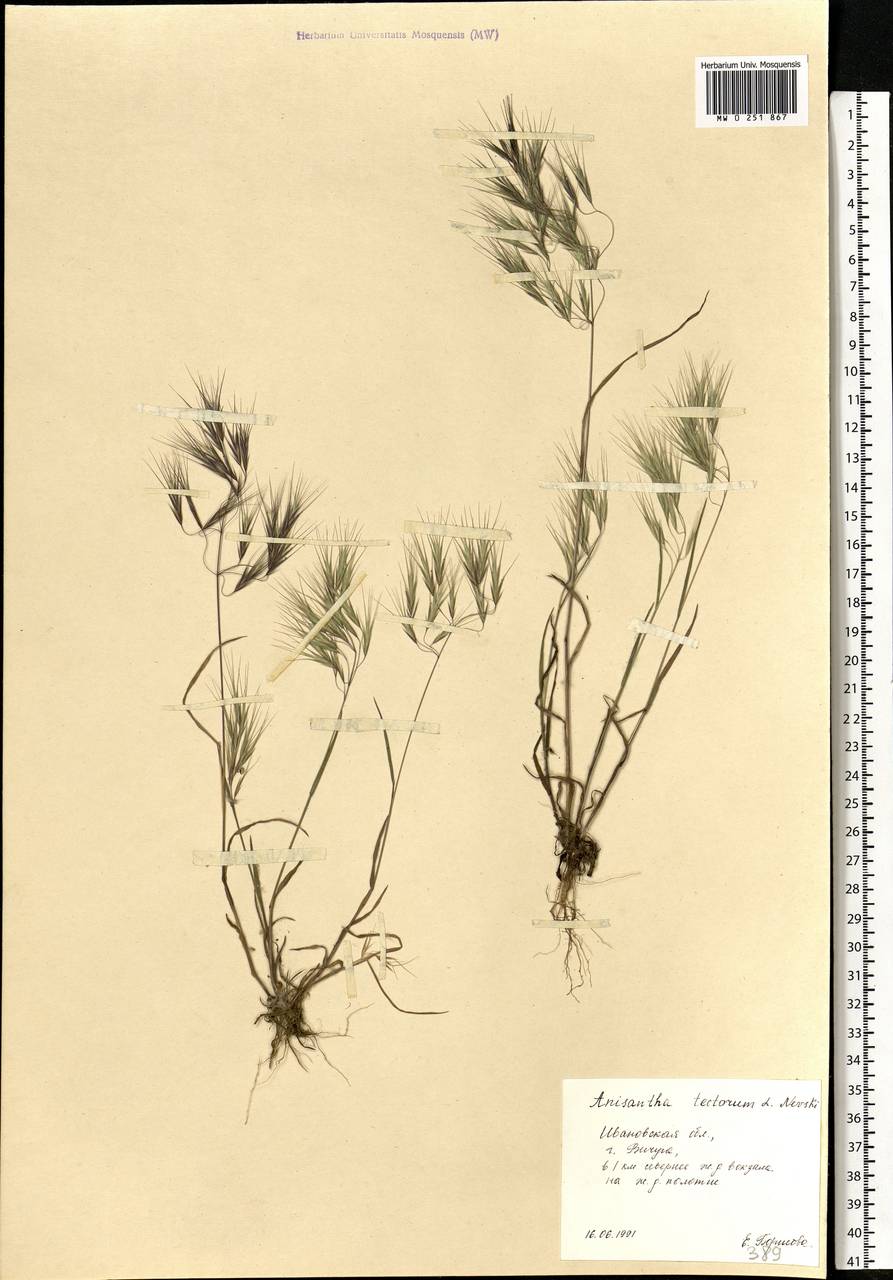 Bromus tectorum L., Eastern Europe, Central forest region (E5) (Russia)