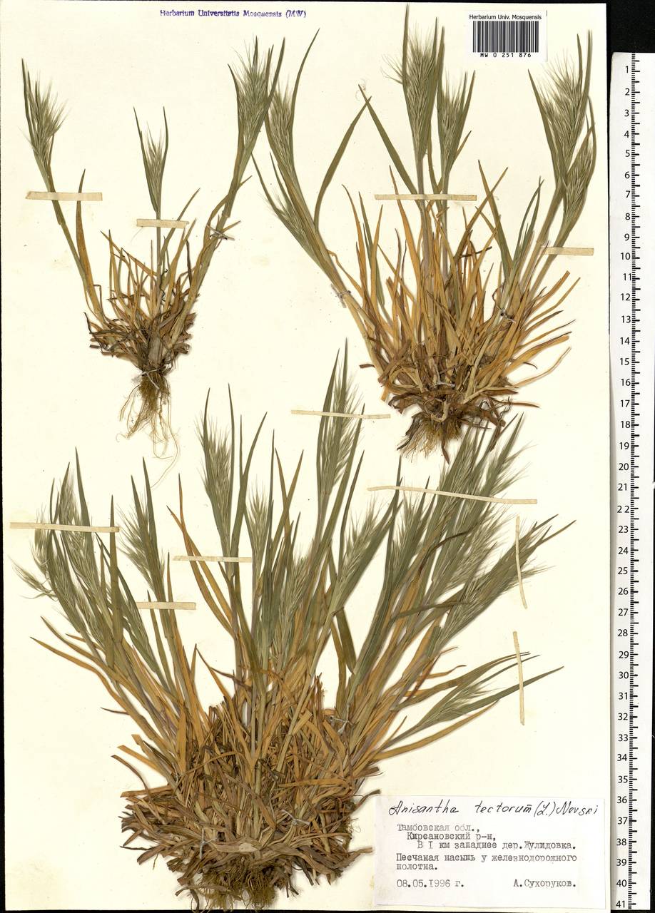 Bromus tectorum L., Eastern Europe, Central forest-and-steppe region (E6) (Russia)