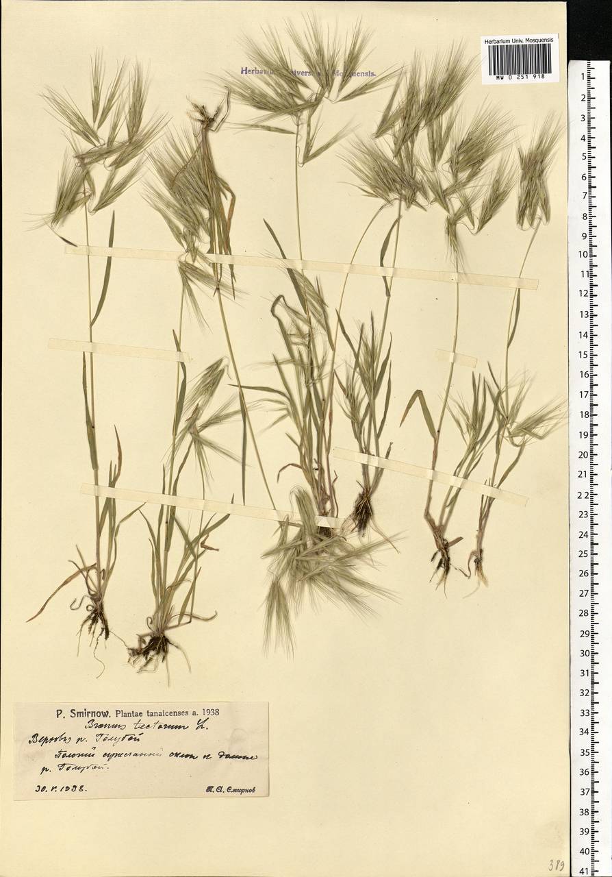 Bromus tectorum L., Eastern Europe, Lower Volga region (E9) (Russia)