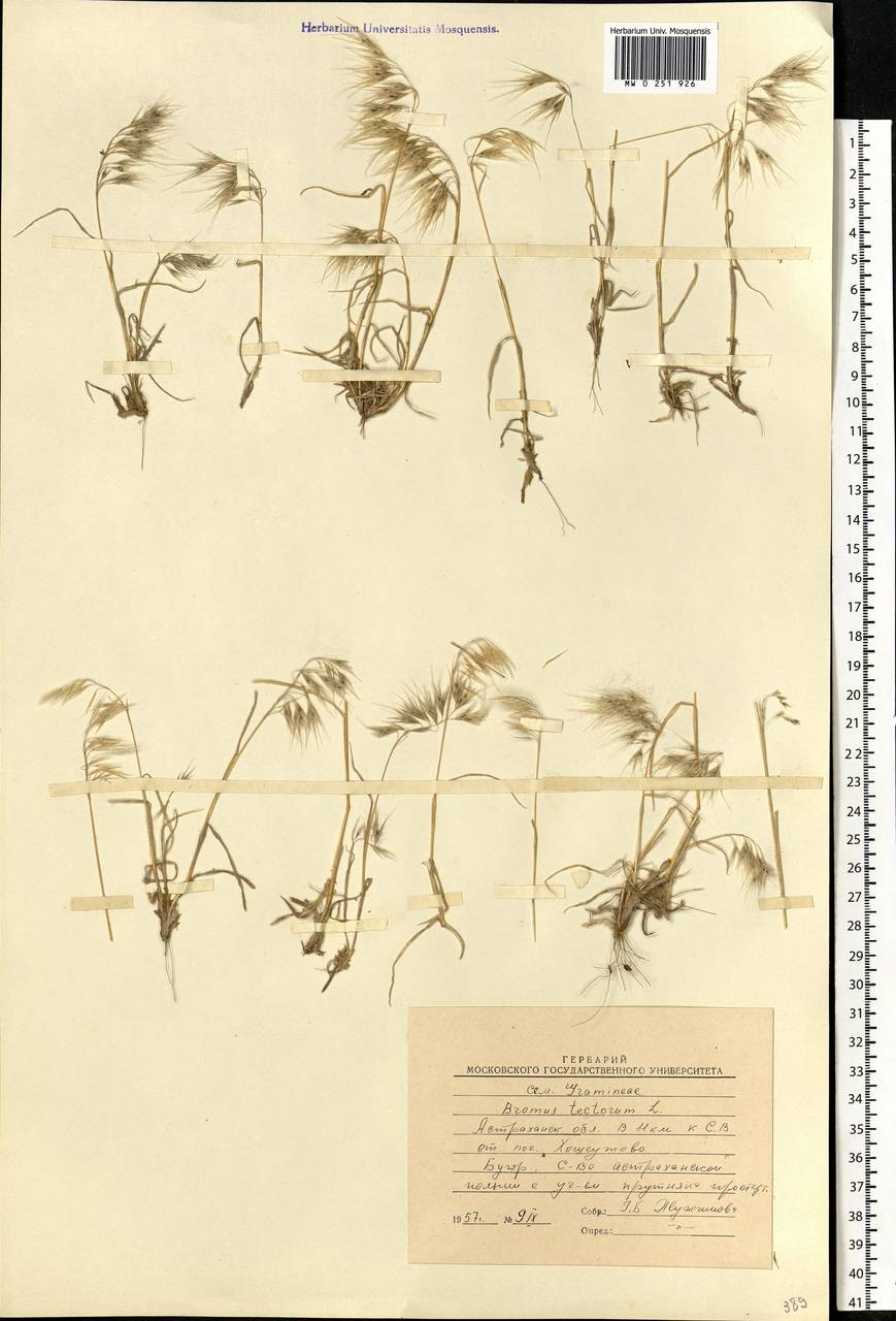 Bromus tectorum L., Eastern Europe, Lower Volga region (E9) (Russia)
