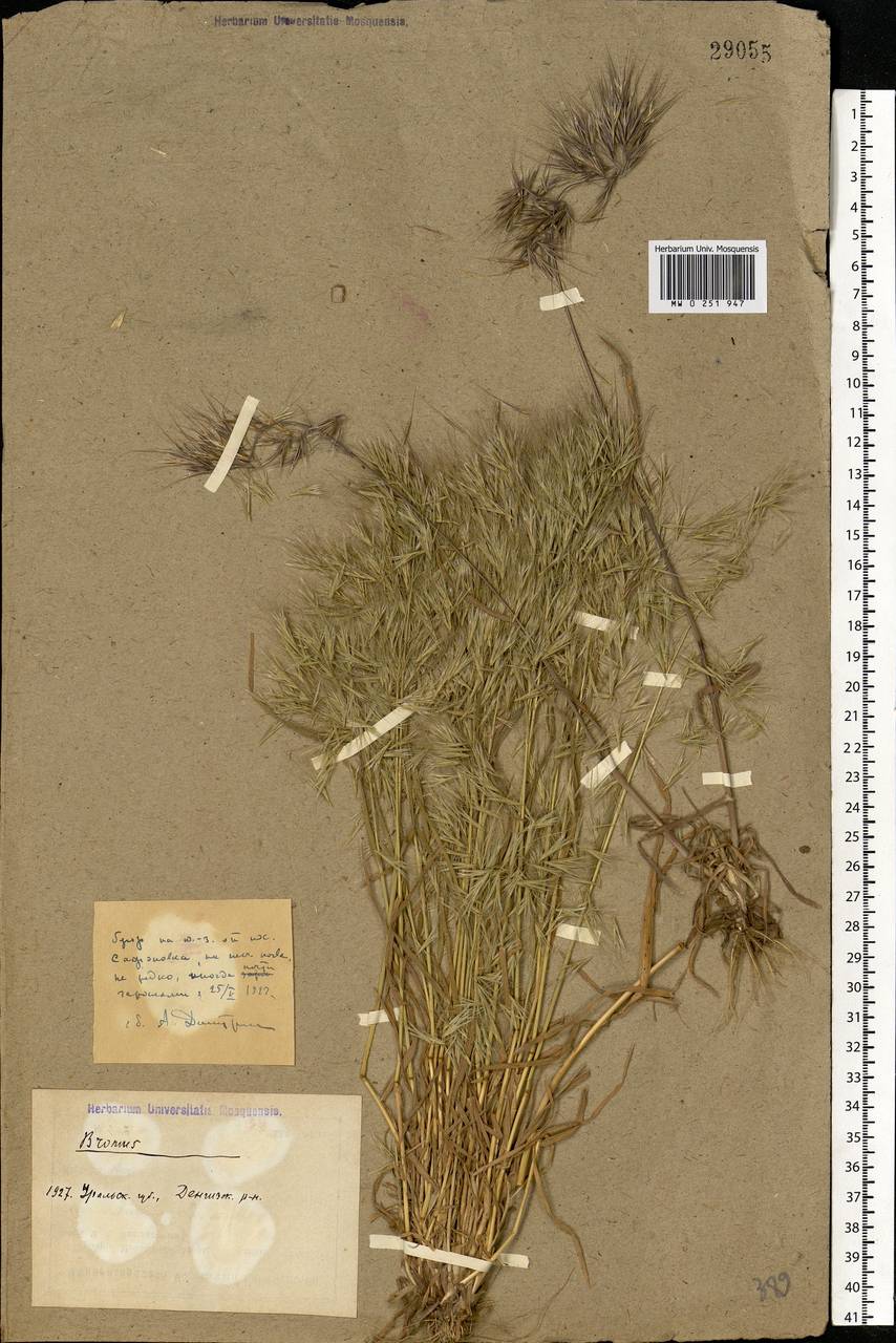 Bromus tectorum L., Middle Asia, Caspian Ustyurt & Northern Aralia (M8) (Kazakhstan)