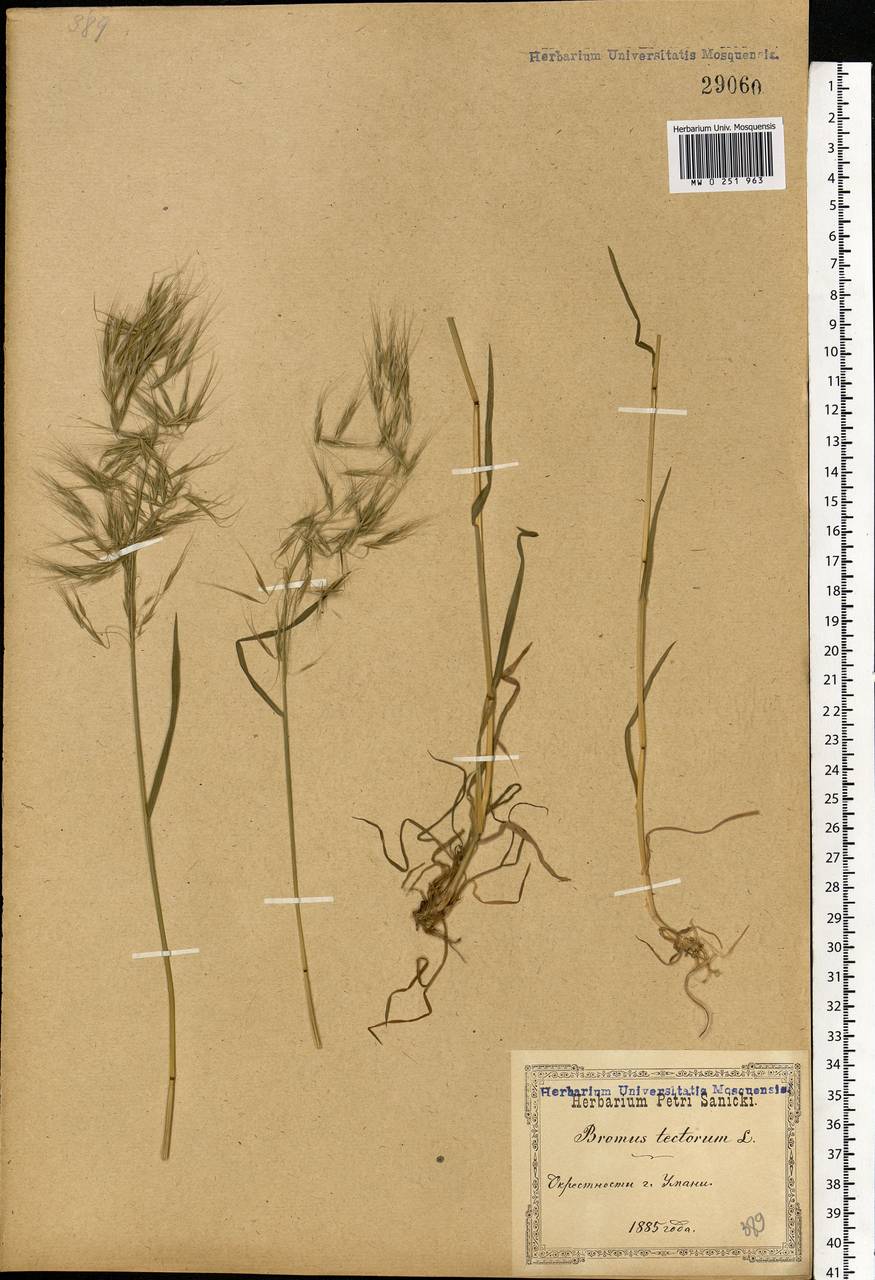 Bromus tectorum L., Eastern Europe, South Ukrainian region (E12) (Ukraine)