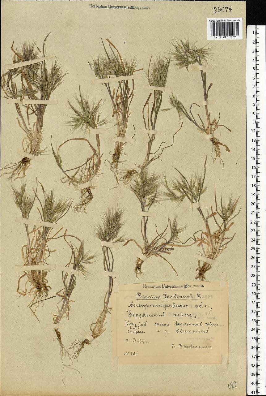 Bromus tectorum L., Eastern Europe, South Ukrainian region (E12) (Ukraine)