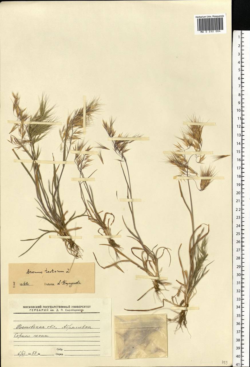 Bromus tectorum L., Eastern Europe, Rostov Oblast (E12a) (Russia)