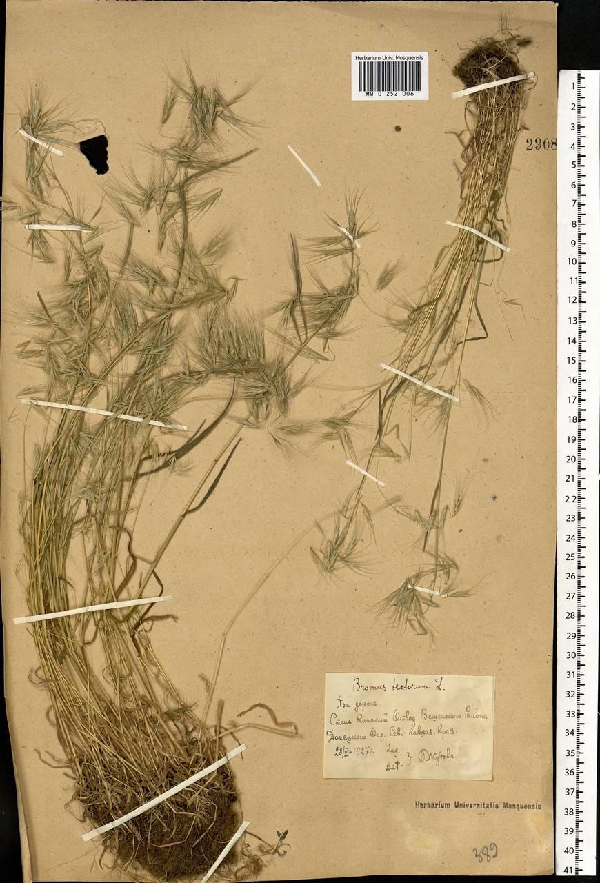 Bromus tectorum L., Eastern Europe, Rostov Oblast (E12a) (Russia)