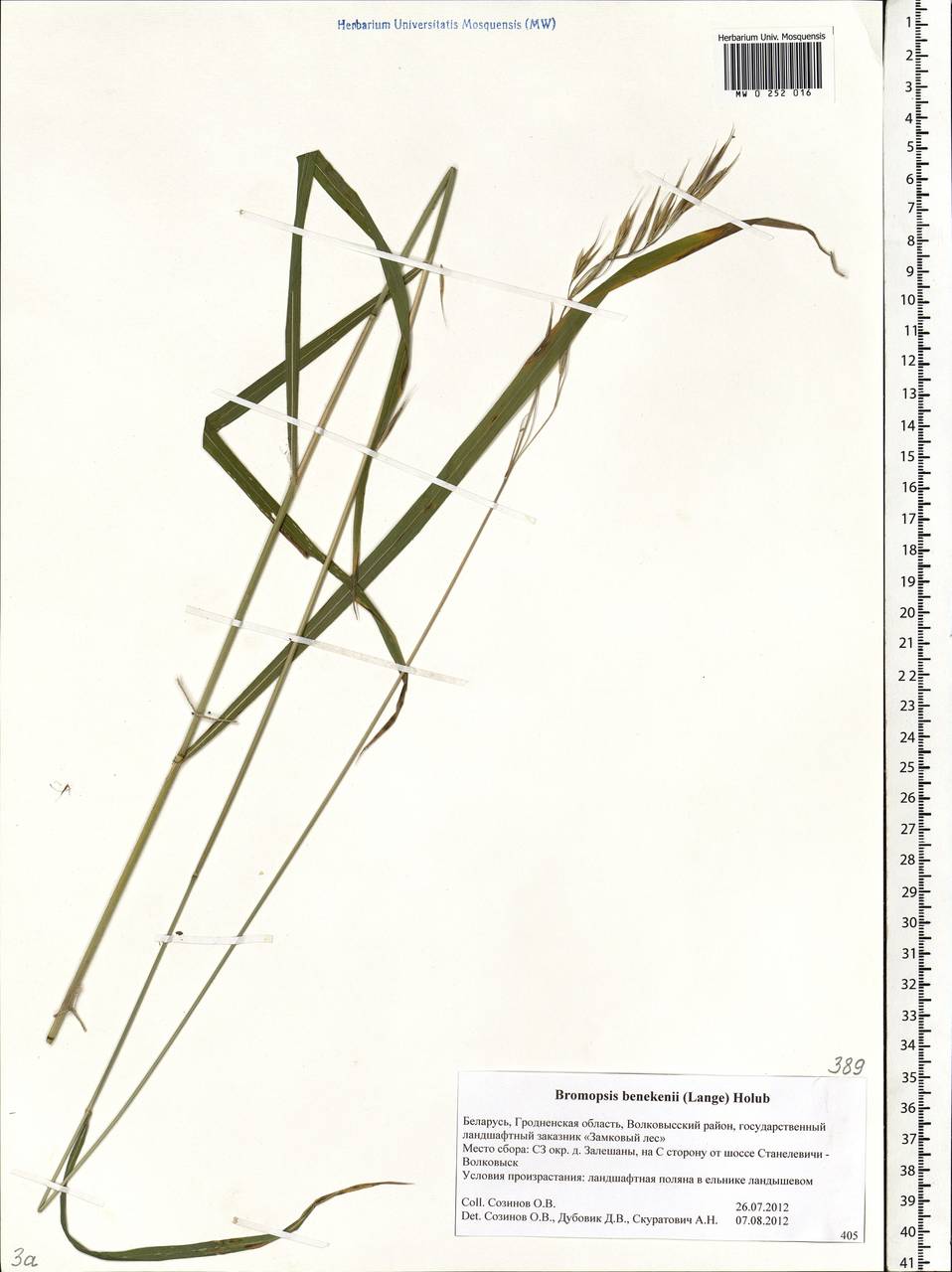 Bromus benekenii (Lange) Trimen, Eastern Europe, Belarus (E3a) (Belarus)