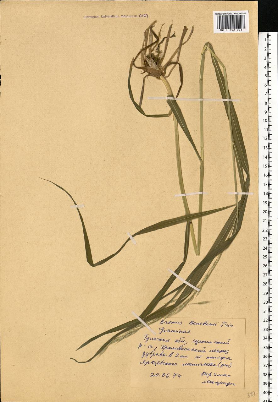 Bromus benekenii (Lange) Trimen, Eastern Europe, Central region (E4) (Russia)