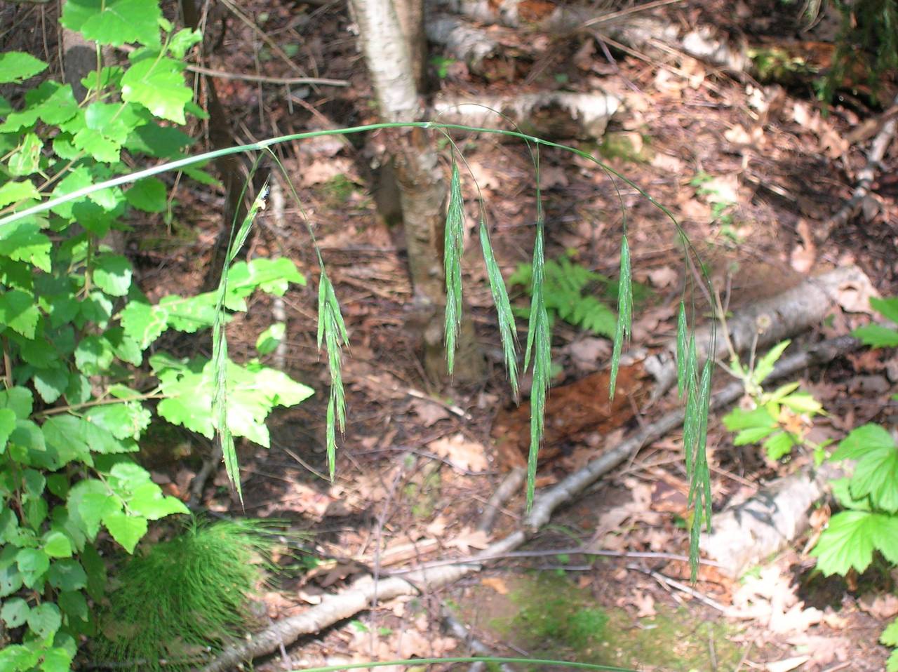 Bromus benekenii (Lange) Trimen, Eastern Europe, Central region (E4) (Russia)