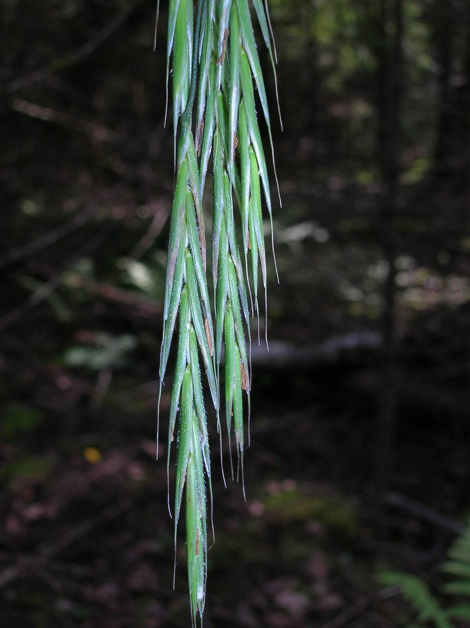 Bromus benekenii (Lange) Trimen, Eastern Europe, Central region (E4) (Russia)