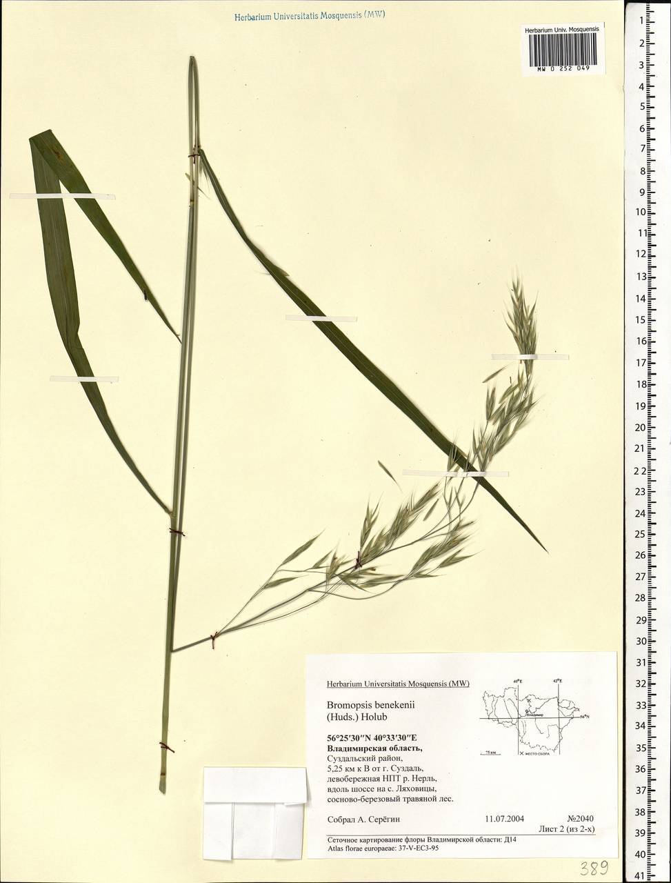 Bromus benekenii (Lange) Trimen, Eastern Europe, Central region (E4) (Russia)