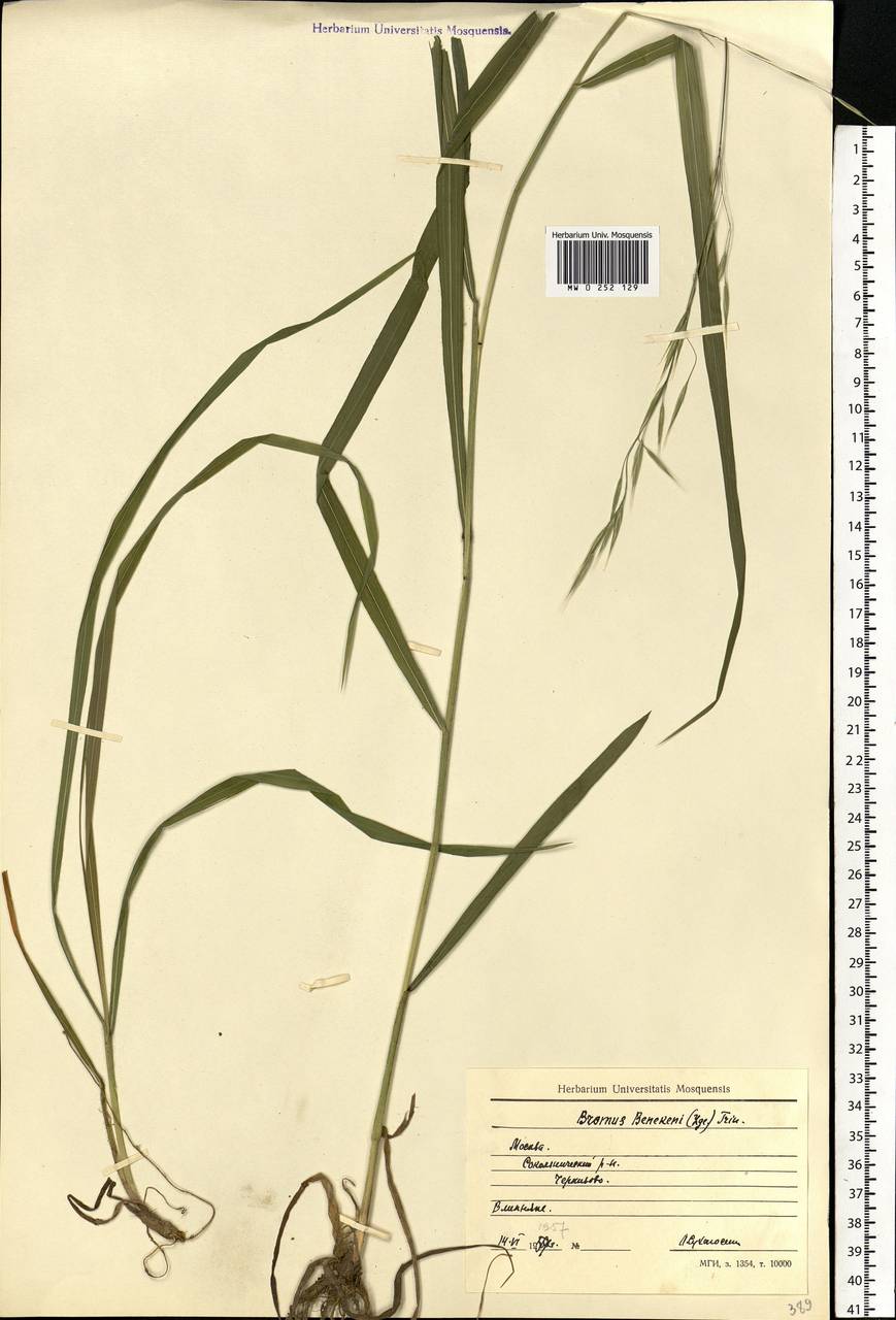 Bromus benekenii (Lange) Trimen, Eastern Europe, Moscow region (E4a) (Russia)
