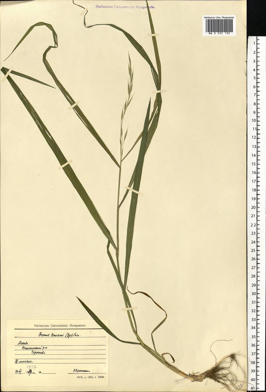 Bromus benekenii (Lange) Trimen, Eastern Europe, Moscow region (E4a) (Russia)