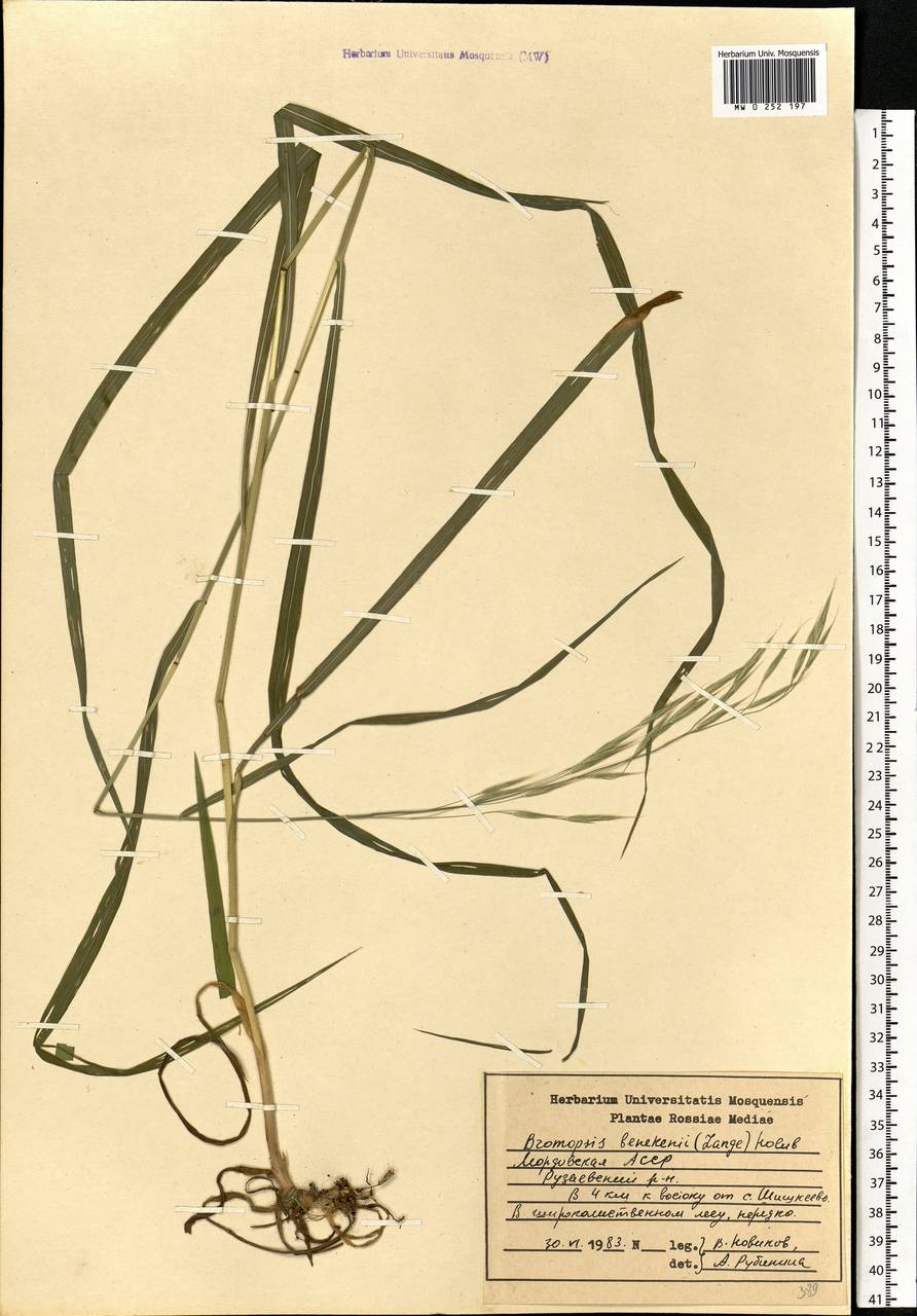 Bromus benekenii (Lange) Trimen, Eastern Europe, Middle Volga region (E8) (Russia)