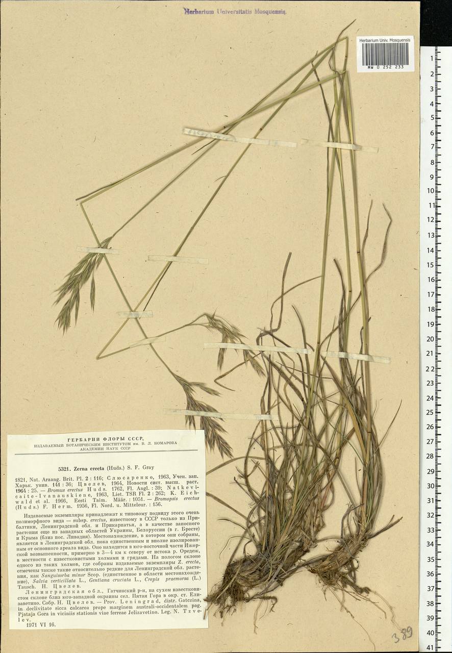 Bromus erectus Huds., Eastern Europe, North-Western region (E2) (Russia)