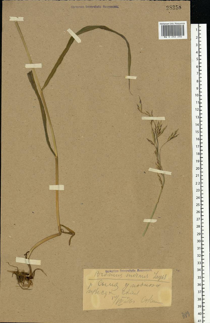 Bromus inermis Leyss., Eastern Europe, Northern region (E1) (Russia)