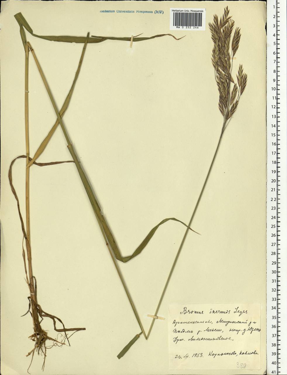 Bromus inermis Leyss., Eastern Europe, Northern region (E1) (Russia)