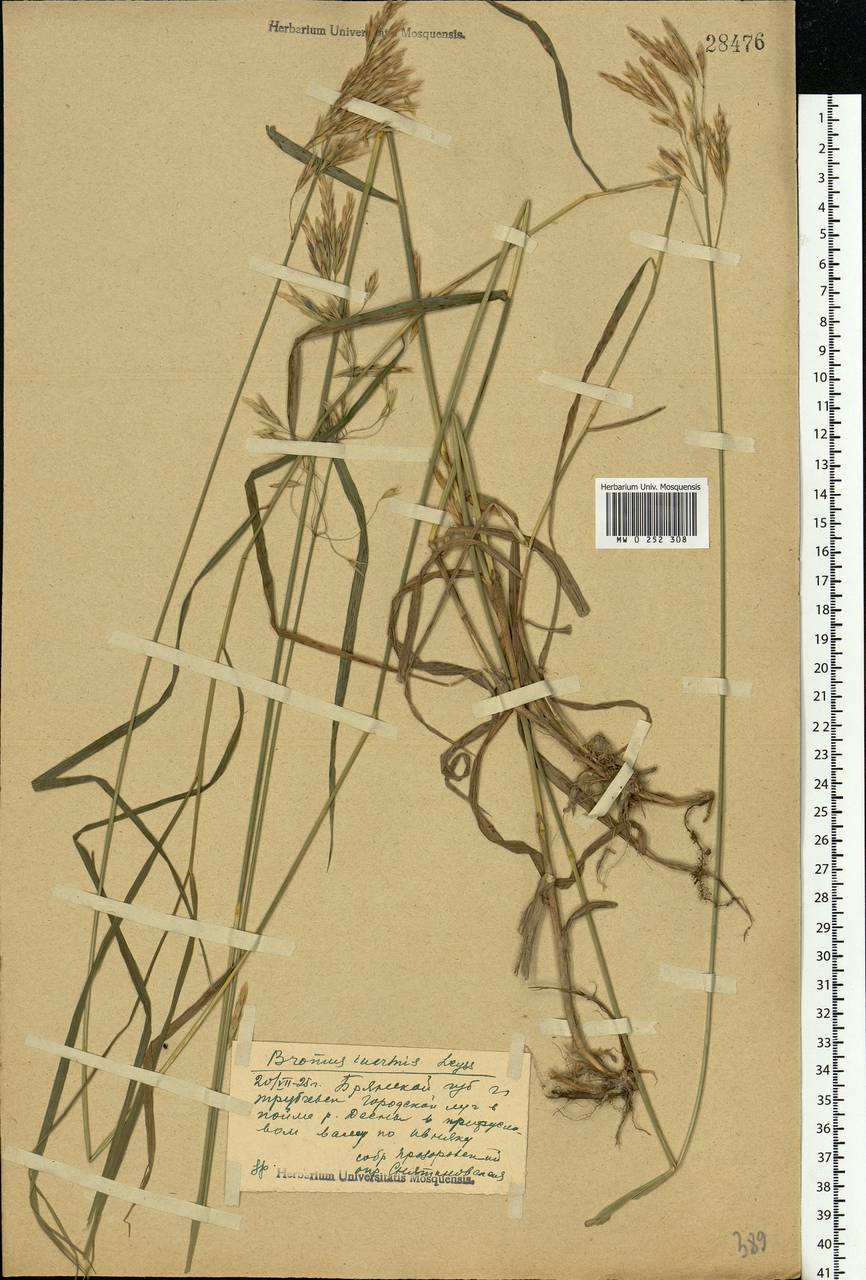 Bromus inermis Leyss., Eastern Europe, Western region (E3) (Russia)
