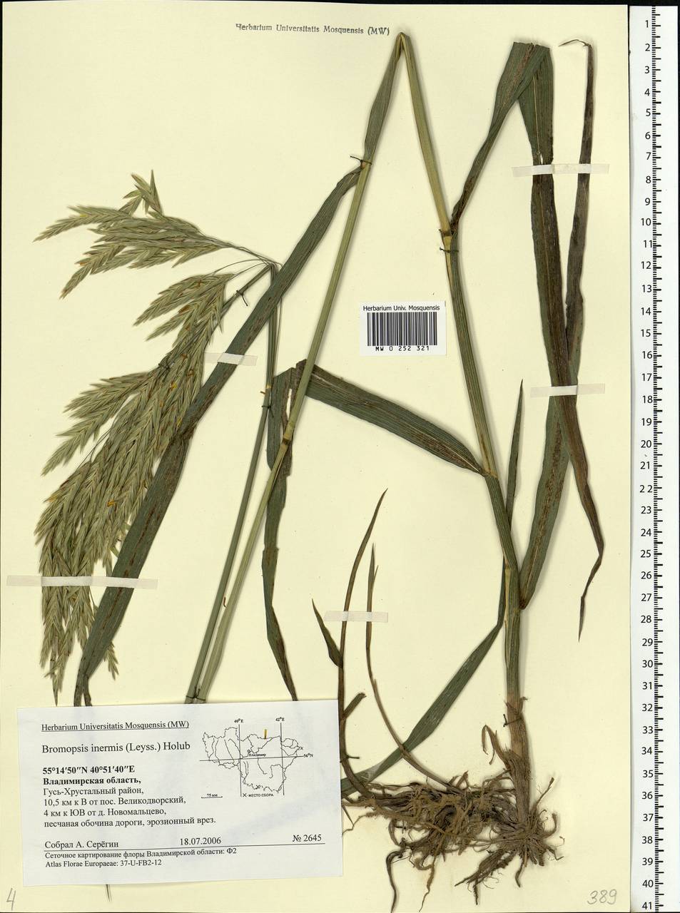 Bromus inermis Leyss., Eastern Europe, Central region (E4) (Russia)
