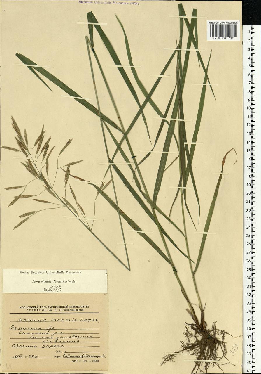 Bromus inermis Leyss., Eastern Europe, Central region (E4) (Russia)