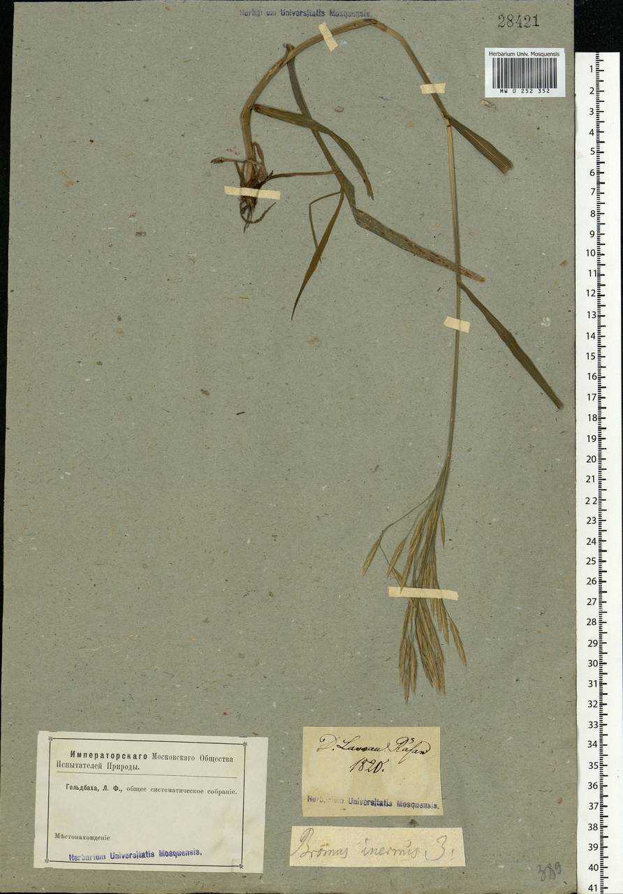 Bromus inermis Leyss., Eastern Europe, Central region (E4) (Russia)
