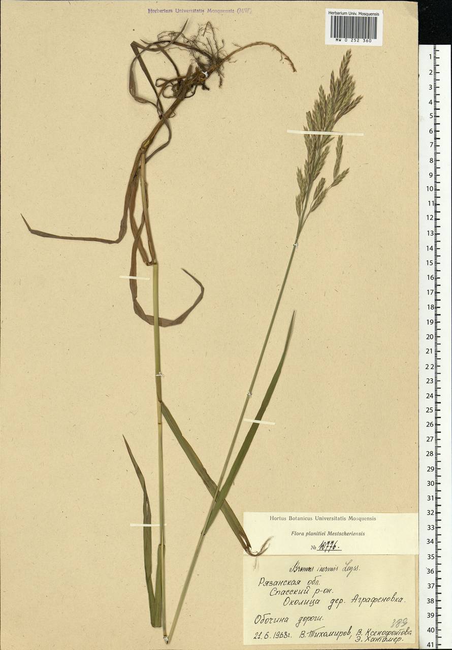 Bromus inermis Leyss., Eastern Europe, Central region (E4) (Russia)