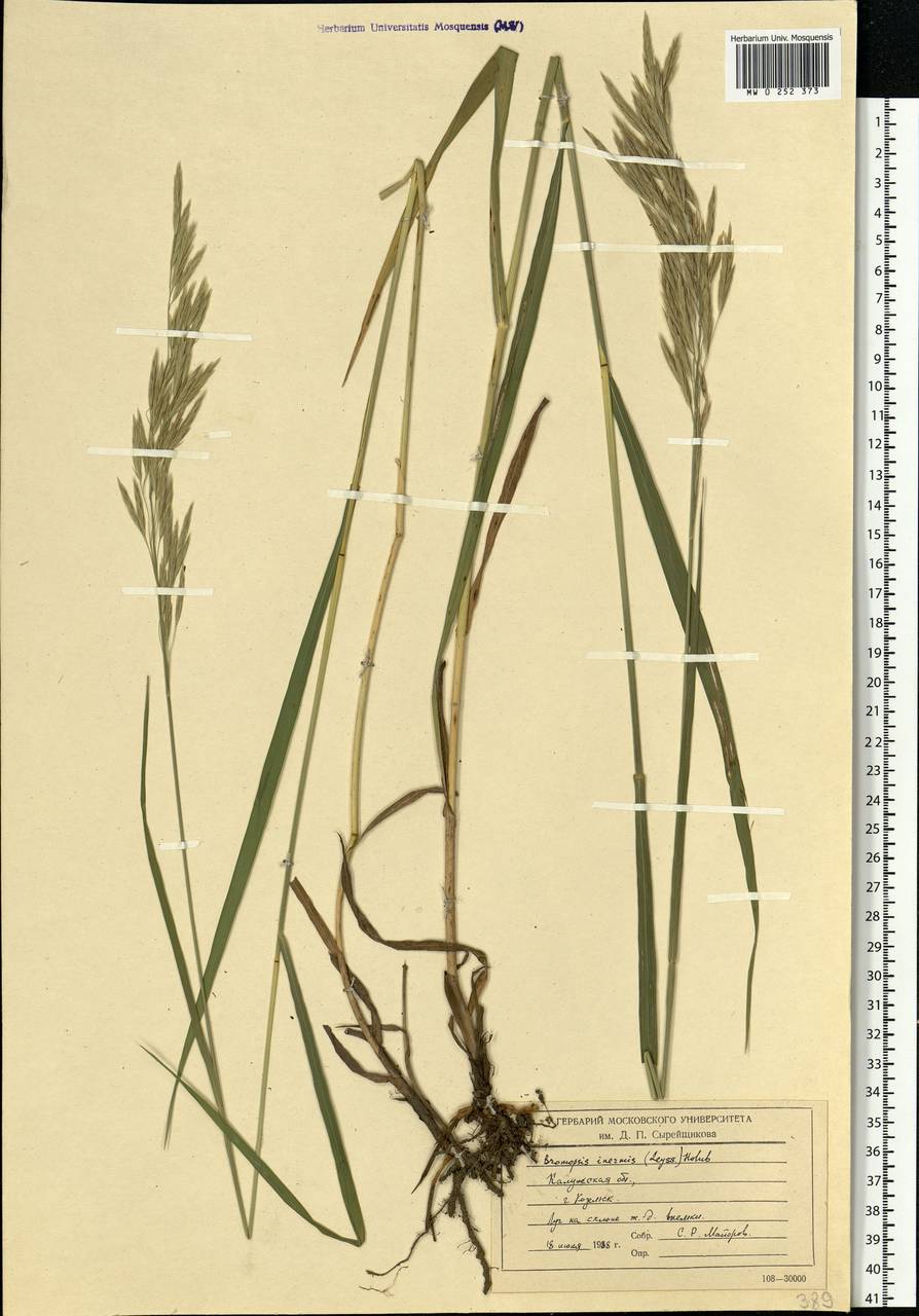 Bromus inermis Leyss., Eastern Europe, Central region (E4) (Russia)
