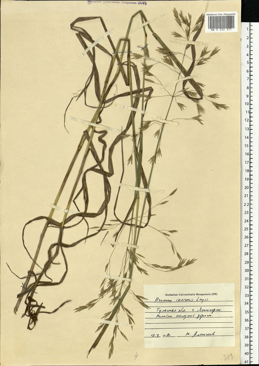 Bromus inermis Leyss., Eastern Europe, Central region (E4) (Russia)