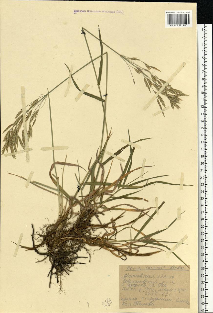 Bromus inermis Leyss., Eastern Europe, Moscow region (E4a) (Russia)