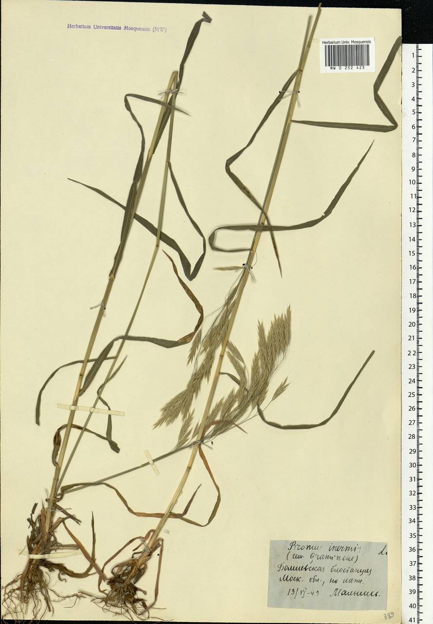 Bromus inermis Leyss., Eastern Europe, Moscow region (E4a) (Russia)