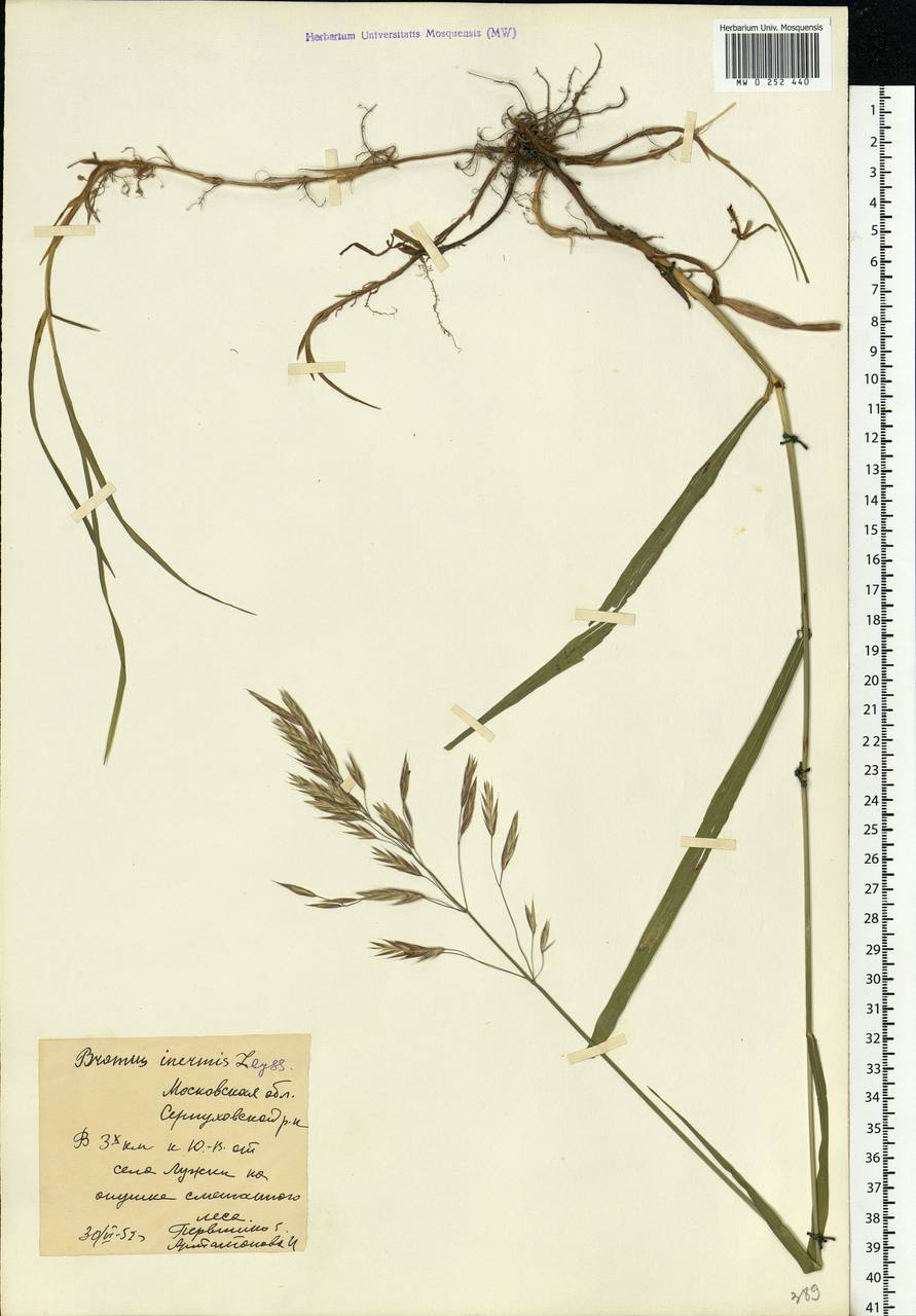 Bromus inermis Leyss., Eastern Europe, Moscow region (E4a) (Russia)