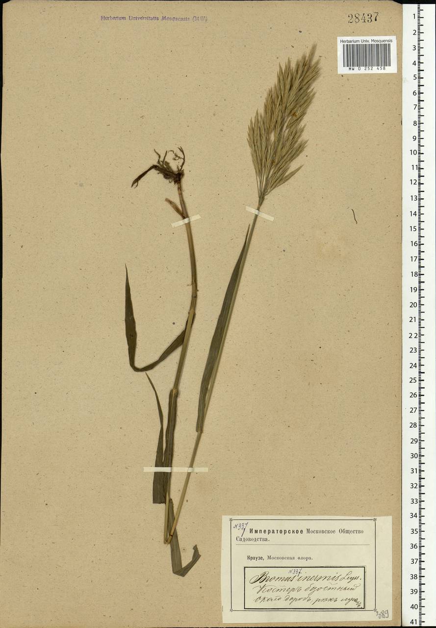 Bromus inermis Leyss., Eastern Europe, Moscow region (E4a) (Russia)