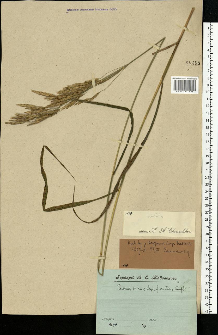 Bromus inermis Leyss., Eastern Europe, Central forest region (E5) (Russia)