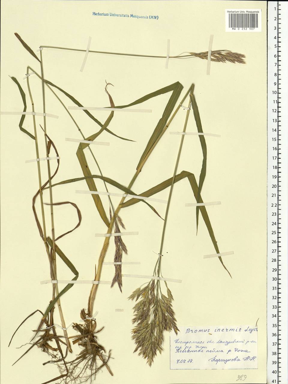 Bromus inermis Leyss., Eastern Europe, Central forest region (E5) (Russia)