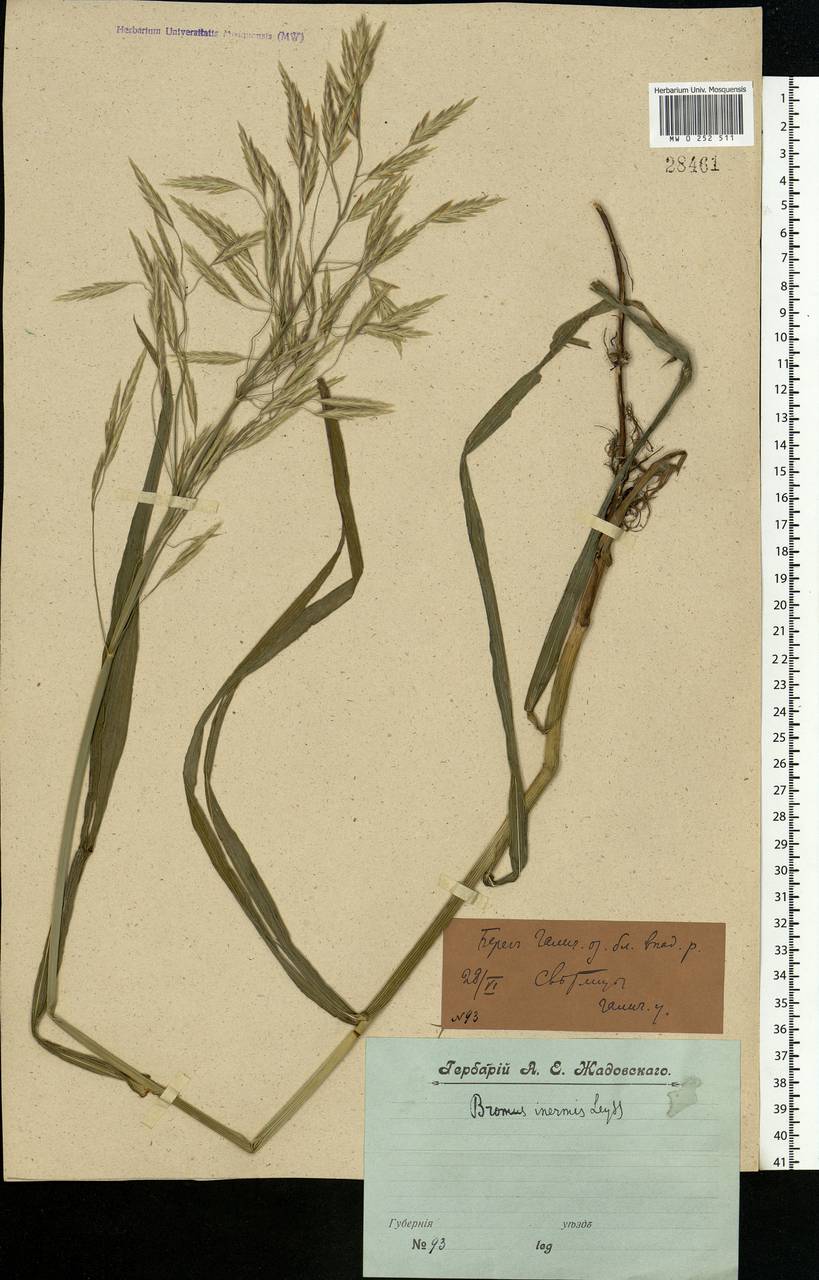 Bromus inermis Leyss., Eastern Europe, Central forest region (E5) (Russia)