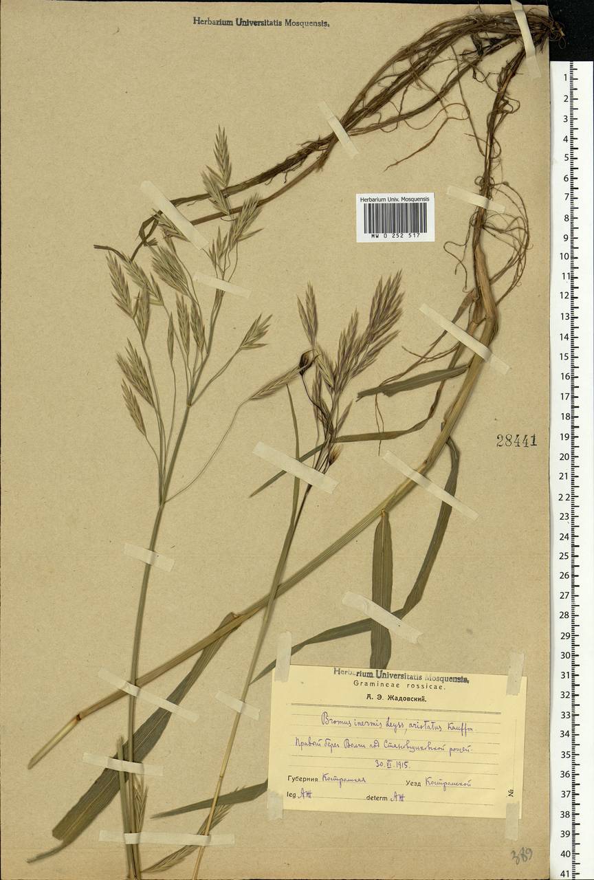 Bromus inermis Leyss., Eastern Europe, Central forest region (E5) (Russia)