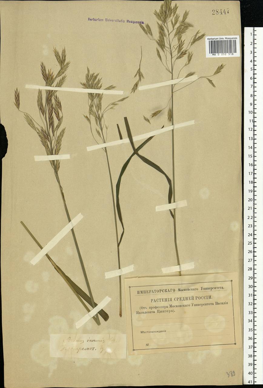 Bromus inermis Leyss., Eastern Europe, Central forest region (E5) (Russia)