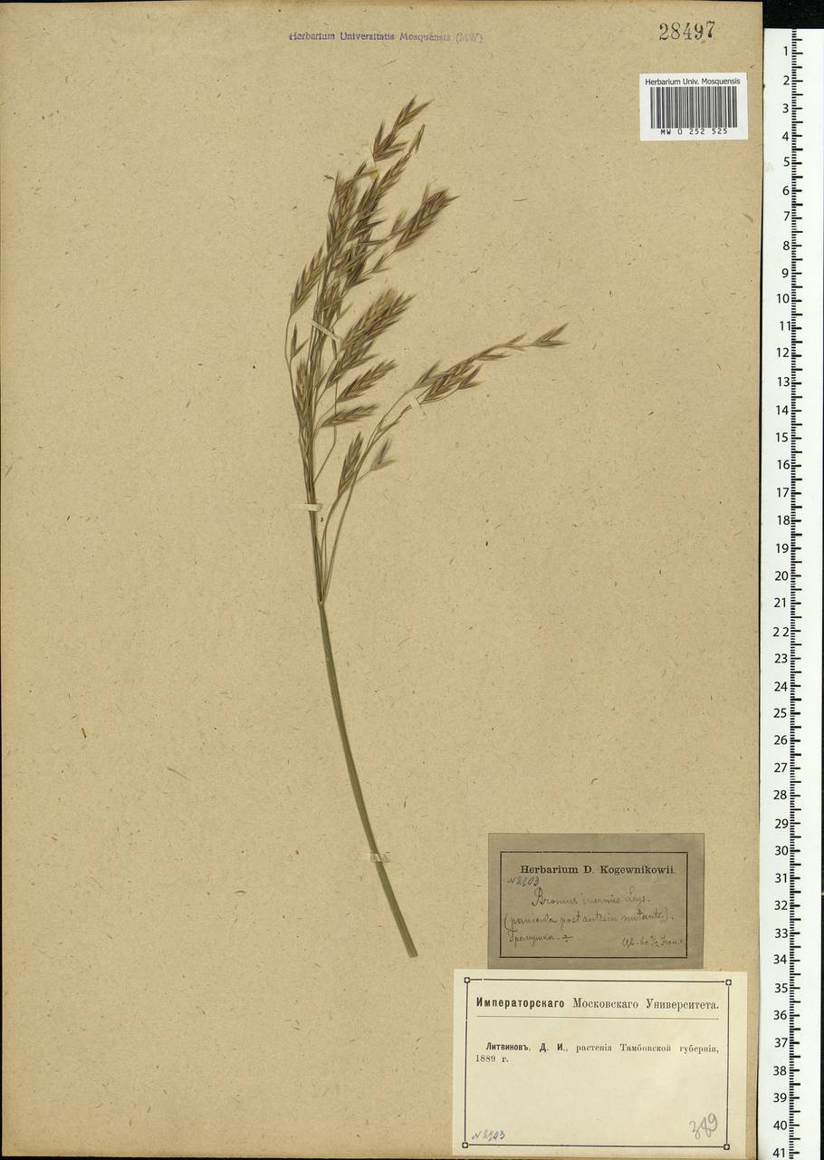 Bromus inermis Leyss., Eastern Europe, Central forest-and-steppe region (E6) (Russia)