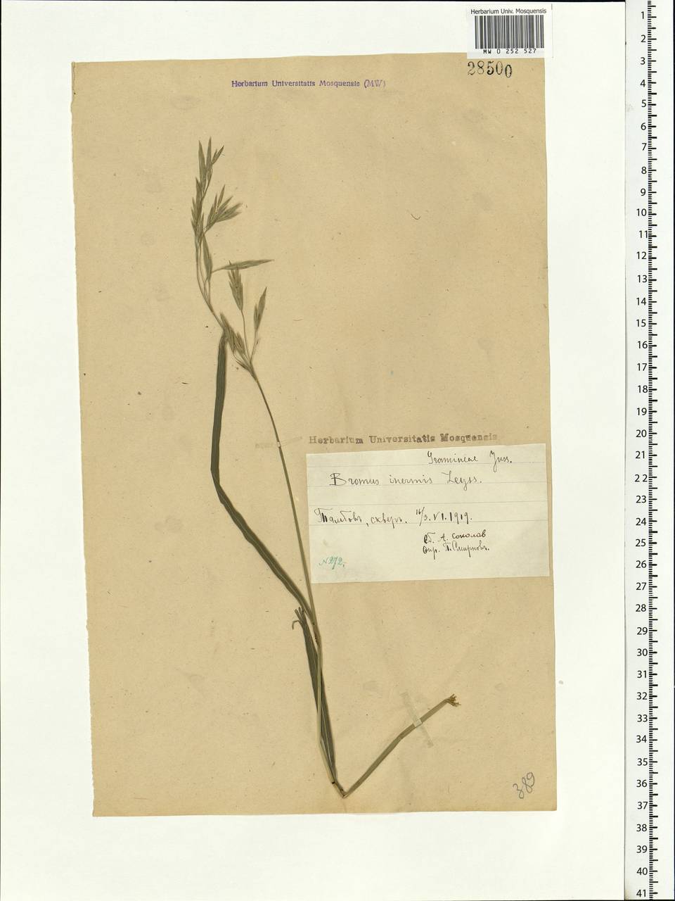 Bromus inermis Leyss., Eastern Europe, Central forest-and-steppe region (E6) (Russia)