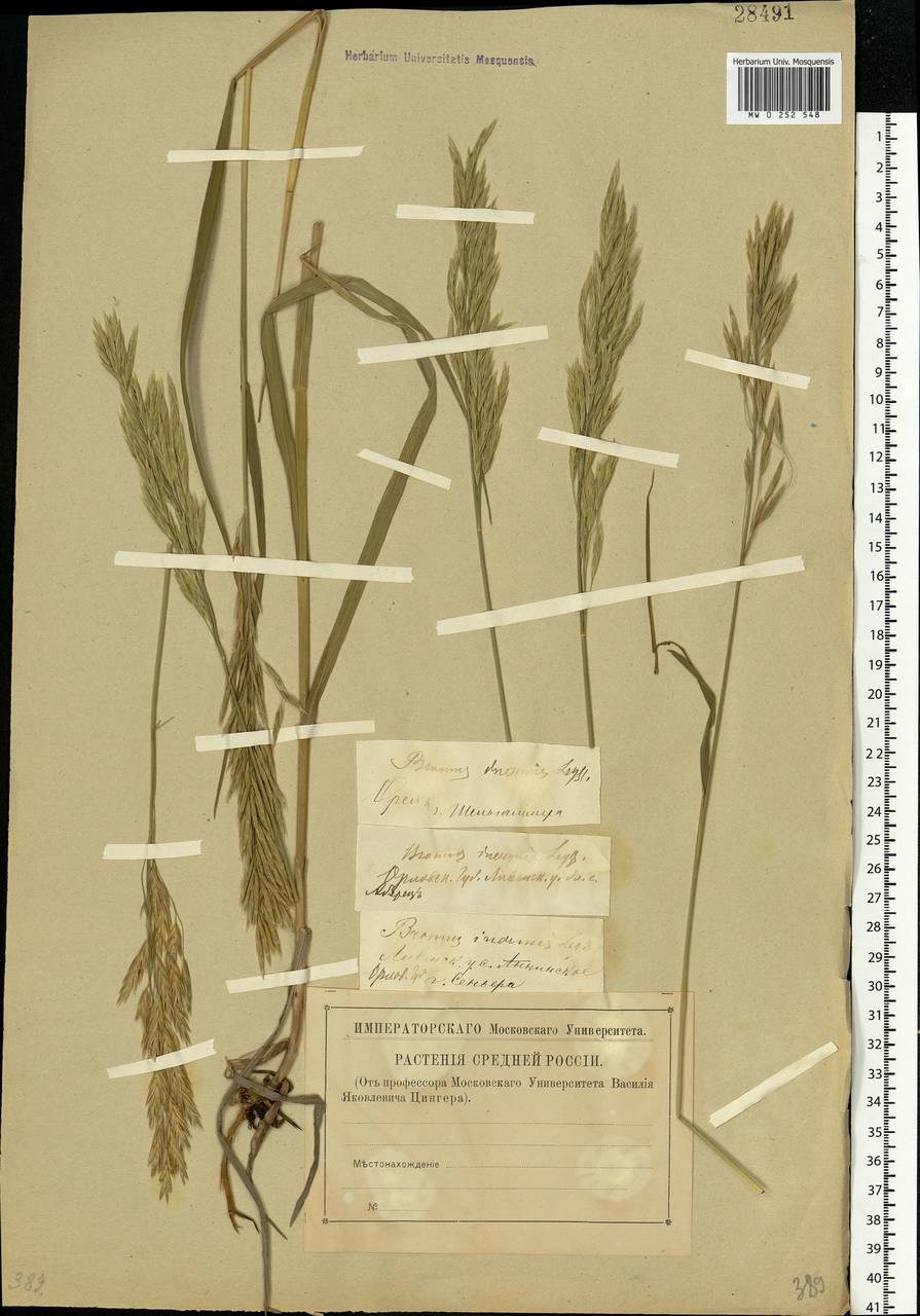Bromus inermis Leyss., Eastern Europe, Central forest-and-steppe region (E6) (Russia)