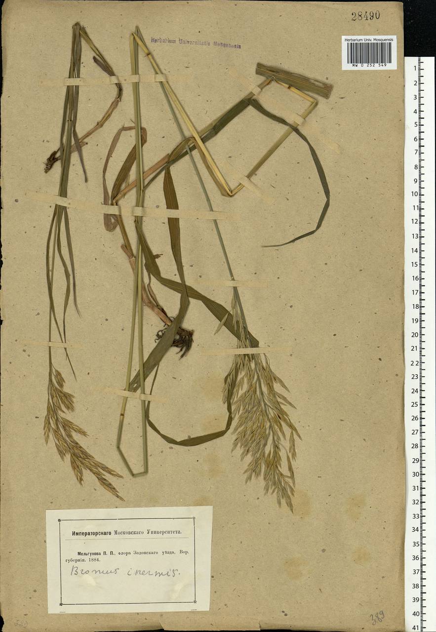 Bromus inermis Leyss., Eastern Europe, Central forest-and-steppe region (E6) (Russia)