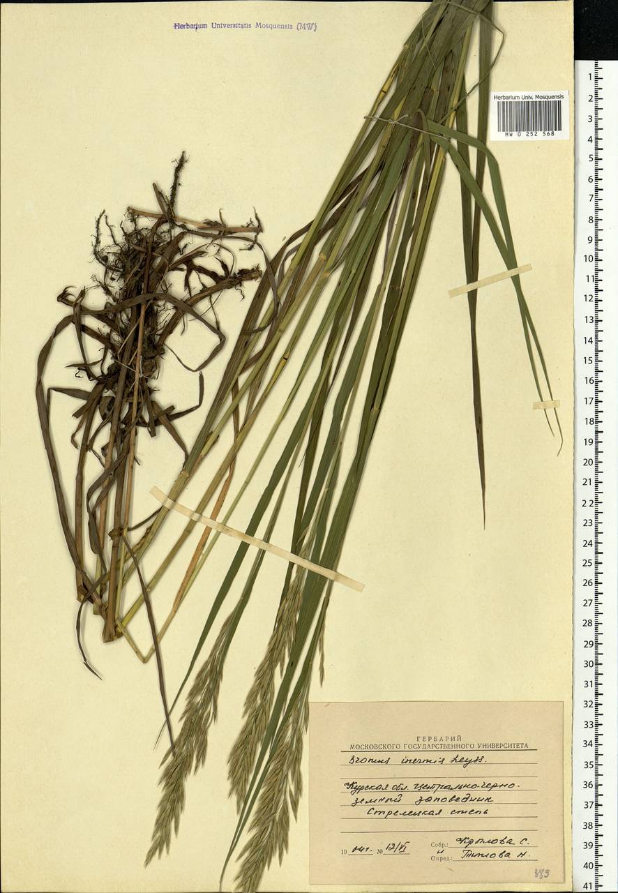 Bromus inermis Leyss., Eastern Europe, Central forest-and-steppe region (E6) (Russia)