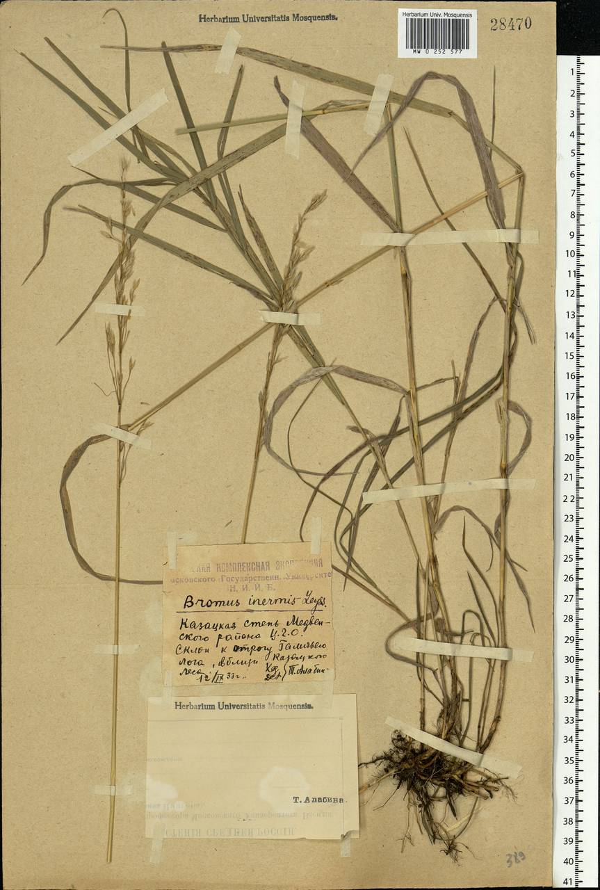 Bromus inermis Leyss., Eastern Europe, Central forest-and-steppe region (E6) (Russia)