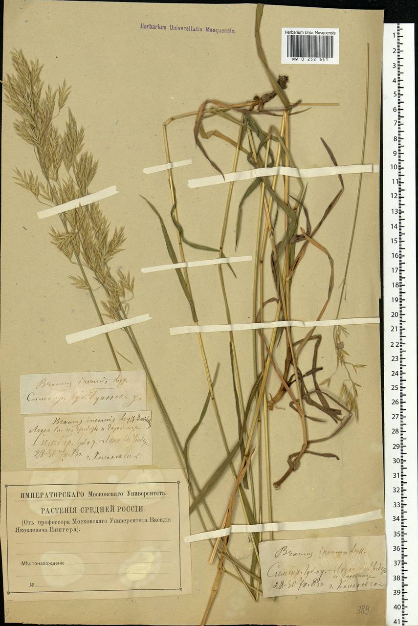 Bromus inermis Leyss., Eastern Europe, Middle Volga region (E8) (Russia)