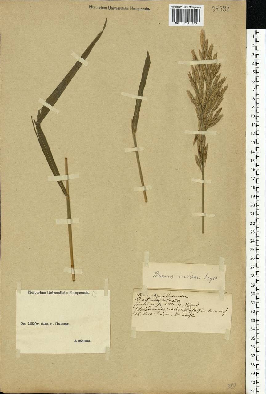 Bromus inermis Leyss., Eastern Europe, Middle Volga region (E8) (Russia)