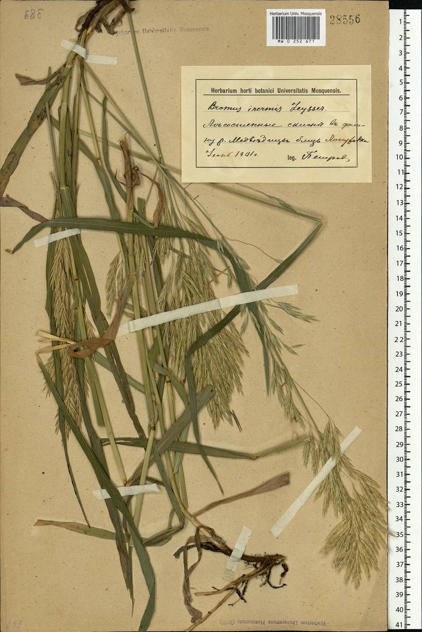 Bromus inermis Leyss., Eastern Europe, Lower Volga region (E9) (Russia)