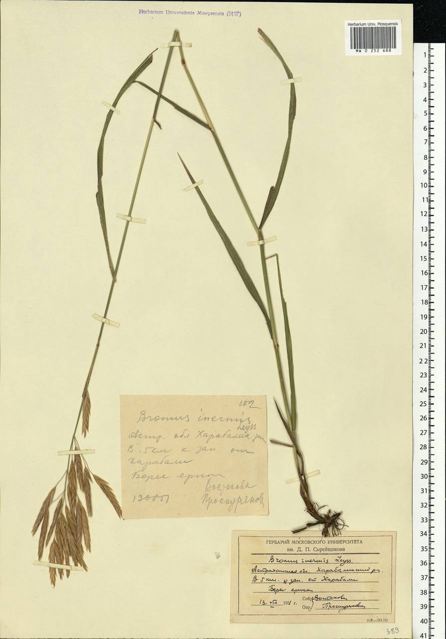 Bromus inermis Leyss., Eastern Europe, Lower Volga region (E9) (Russia)