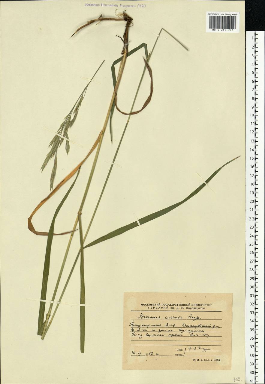 Bromus inermis Leyss., Eastern Europe, Eastern region (E10) (Russia)