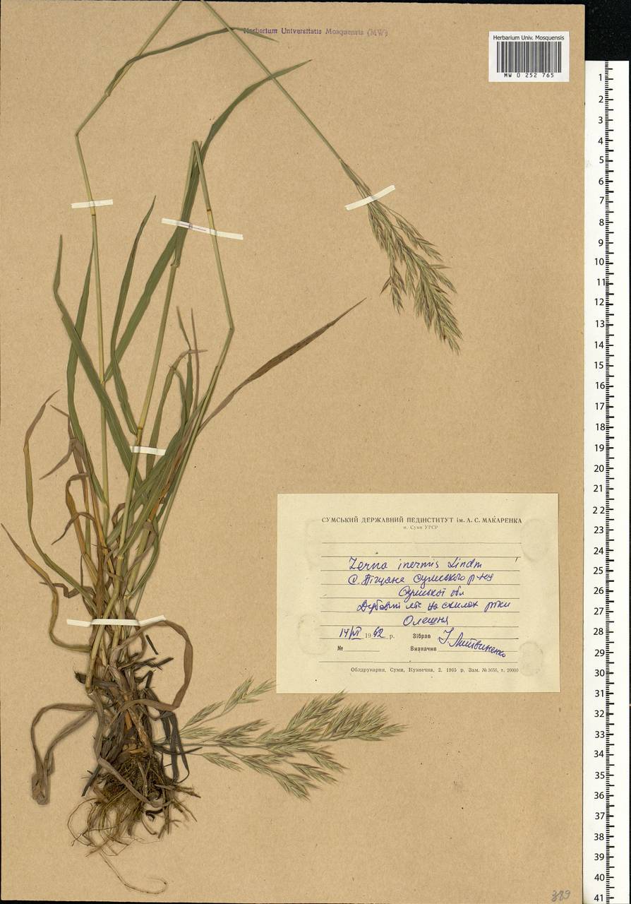 Bromus inermis Leyss., Eastern Europe, North Ukrainian region (E11) (Ukraine)