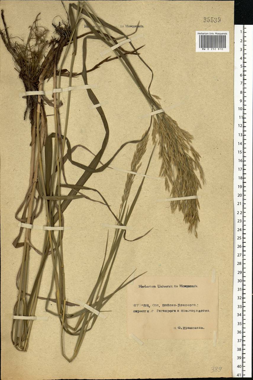 MW0252810, Bromopsis inermis (Кострец безостый), specimen Bromus inermis Leyss., Eastern Europe, Rostov Oblast (E12a) (Russia)